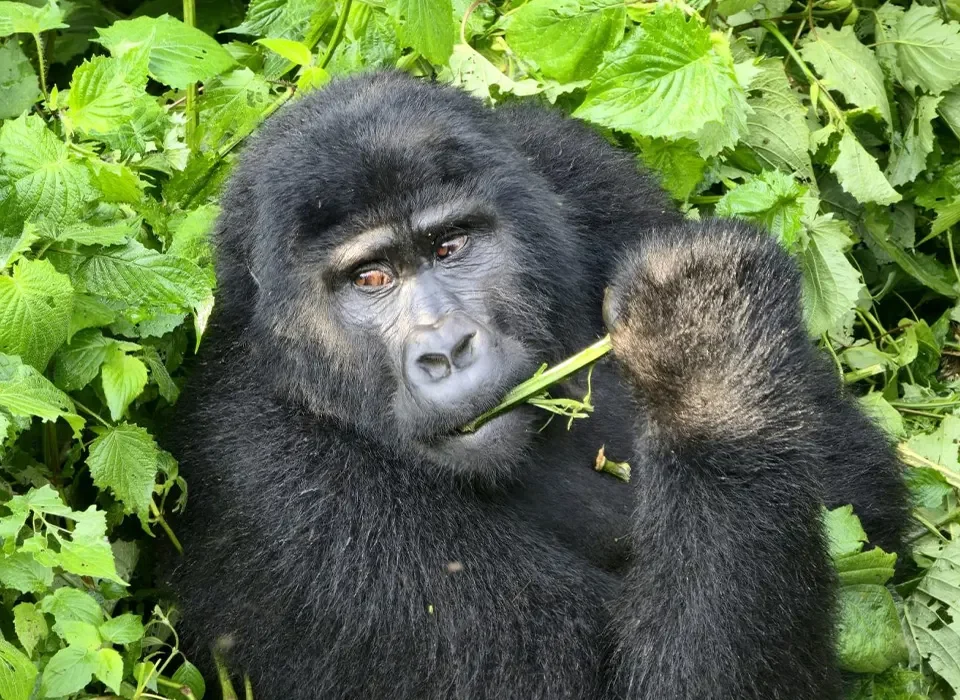 Why Choose Rwanda for Gorilla Trekking?