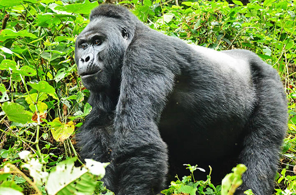 Best Short Gorilla Safaris in Rwanda
