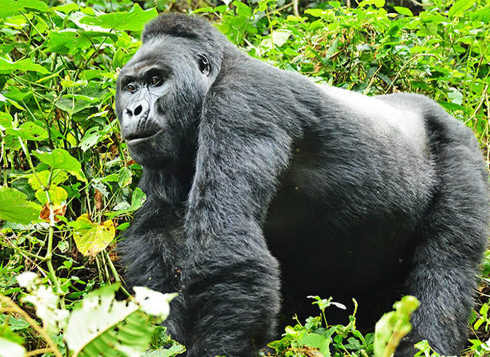Best Short Gorilla Safaris in Rwanda