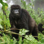 Why Is Rwanda a Top Eco-Destination?