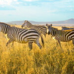 Tanzania Serengeti Safari And Migration 2025
