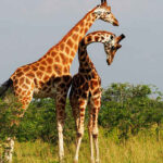Tanzania, Uganda, Rwanda Safari Tours 2025