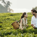 Tea Plantation Tour Near Nyungwe National Park, Rwanda