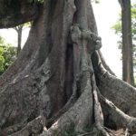 The Nakayima Witch Tree in Kibale, Uganda: 