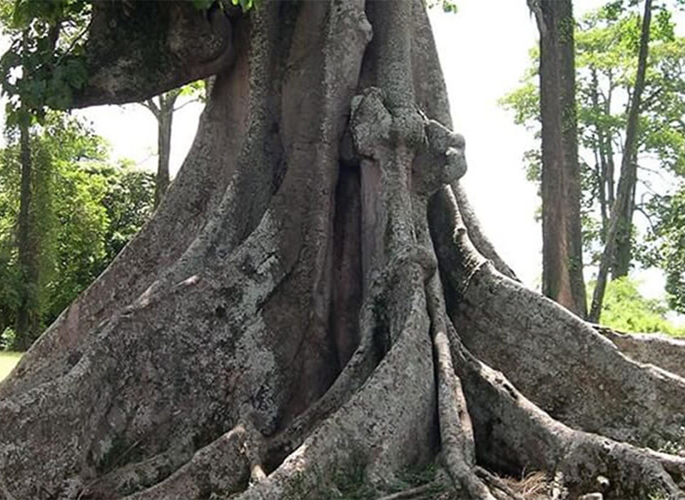The Nakayima Witch Tree in Kibale, Uganda: 