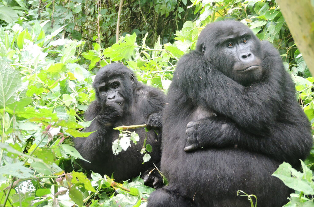Things to Do in Uganda: Top Attractions, Activities, and Places to Visit
