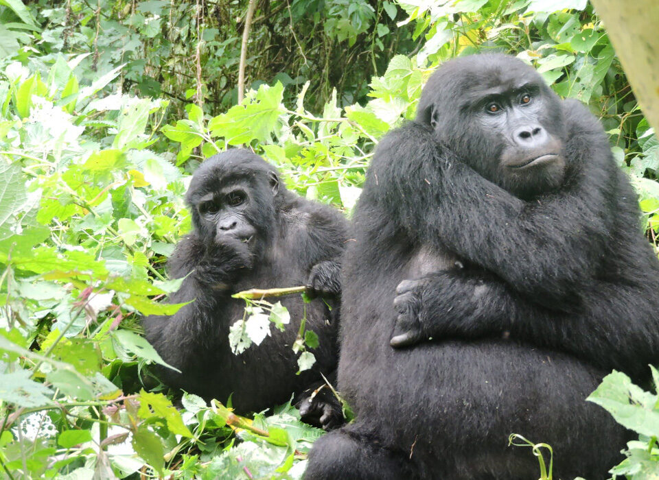 Things to Do in Uganda: Top Attractions, Activities, and Places to Visit