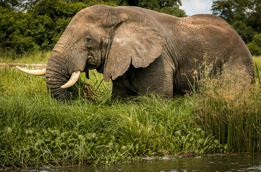 Top Things to Do in Queen Elizabeth National Park, Uganda