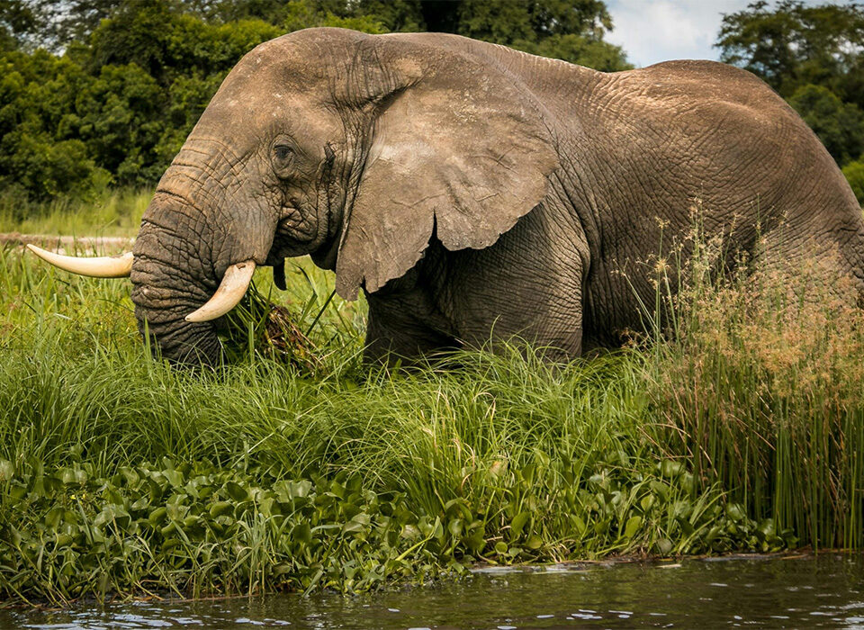 Top Things to Do in Queen Elizabeth National Park, Uganda