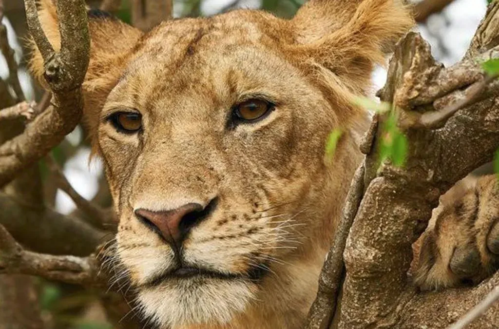 Explore the Ishasha Sector and Kazinga Channel