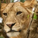 Explore the Ishasha Sector and Kazinga Channel