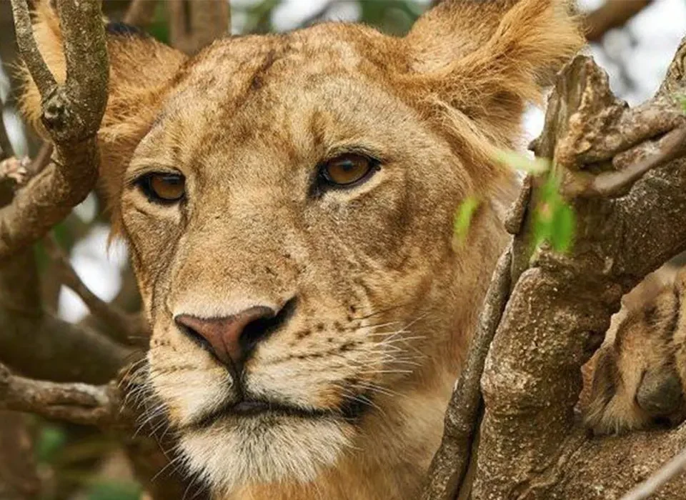 Explore the Ishasha Sector and Kazinga Channel