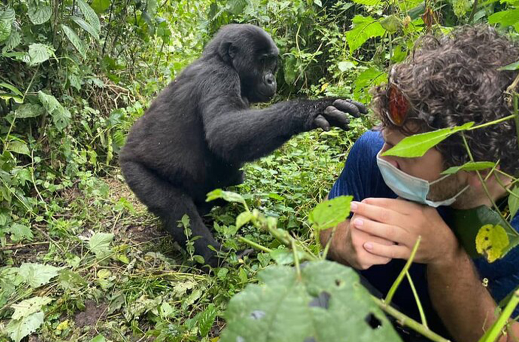 Uganda Gorilla and Coffee Safari: Explore Bwindi’s Gorillas and Coffee Culture