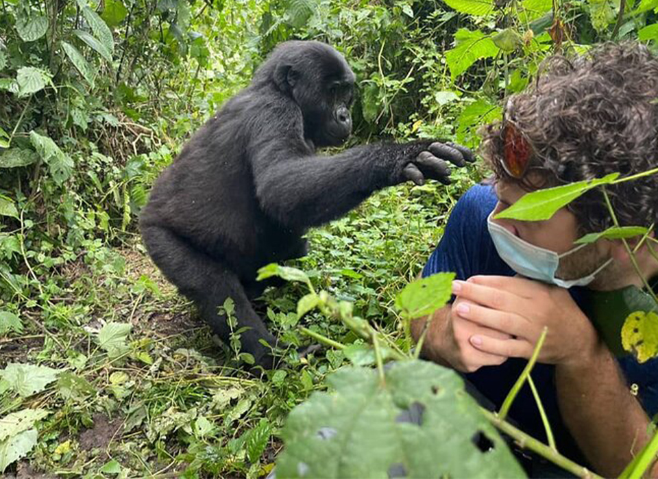 Uganda Gorilla and Coffee Safari: Explore Bwindi’s Gorillas and Coffee Culture