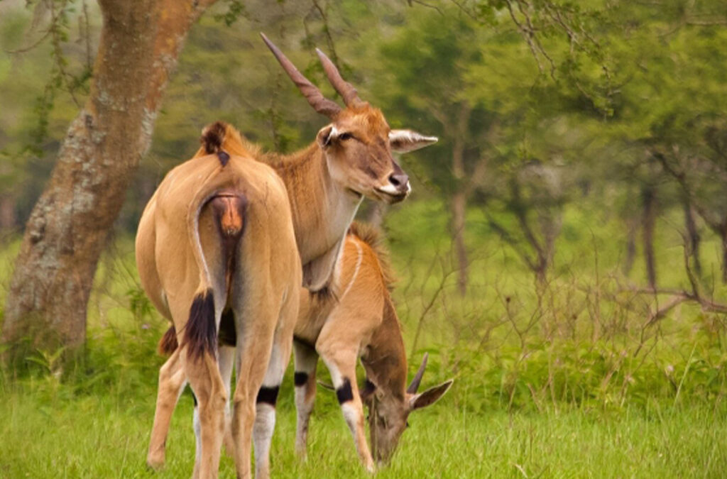 Does Uganda Offer Budget Safaris?