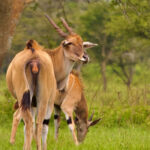Does Uganda Offer Budget Safaris?