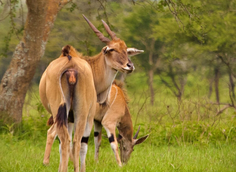 Does Uganda Offer Budget Safaris?