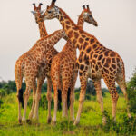When Should You Visit Uganda for Wildlife?