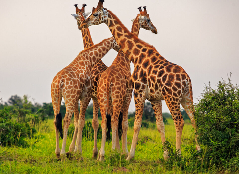 When Should You Visit Uganda for Wildlife?