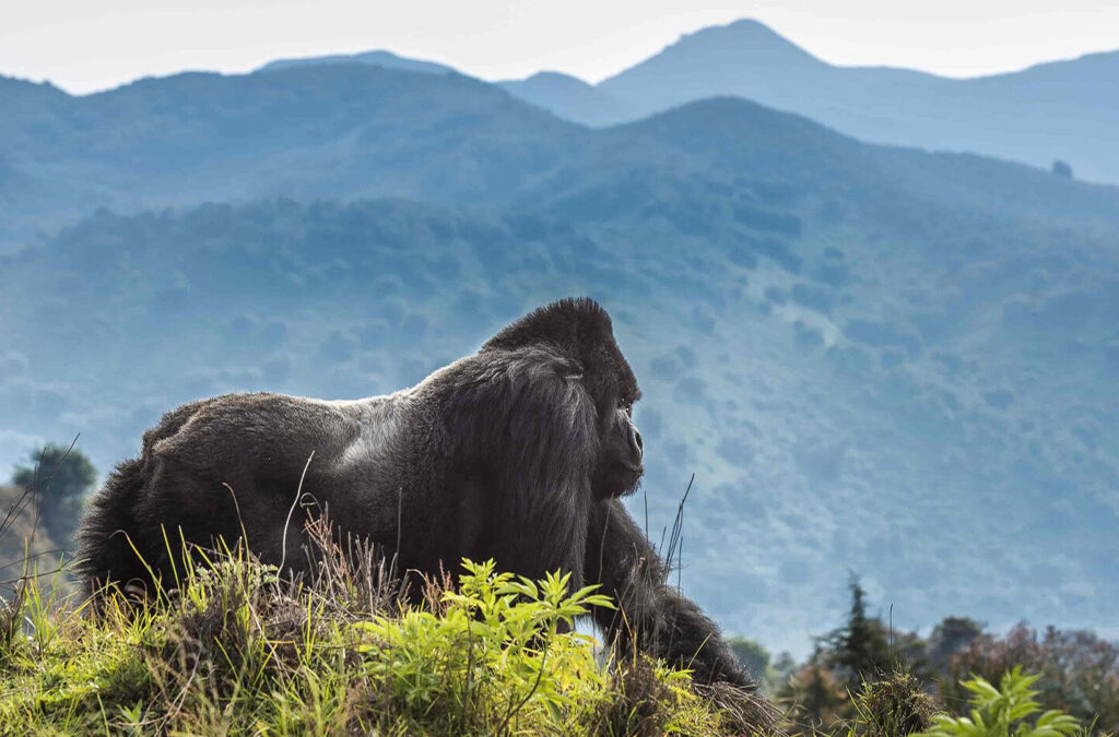 What's the Best Rwanda Safari Itinerary?