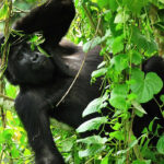 Why Bwindi Forest a Must Visit?