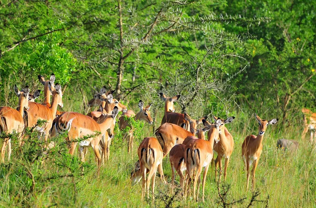 Wildlife Viewing in Lake Mburo National Park