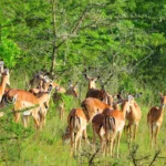 Wildlife Viewing in Lake Mburo National Park