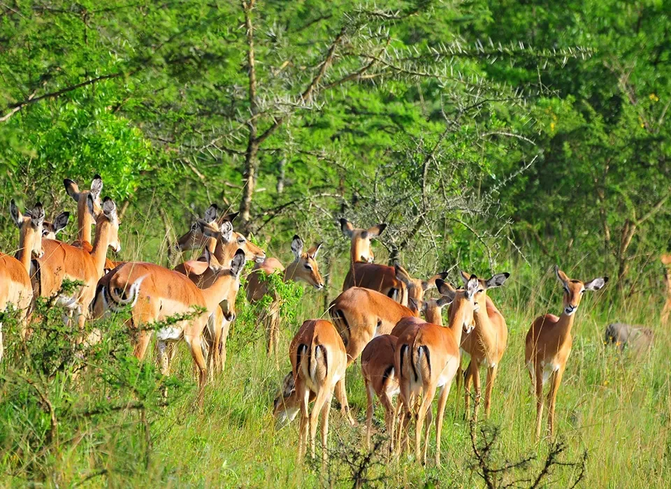 Wildlife Viewing in Lake Mburo National Park