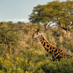 Where to See Wildlife Near Kigali?