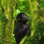 What's the Best Time For Gorilla Trekking?