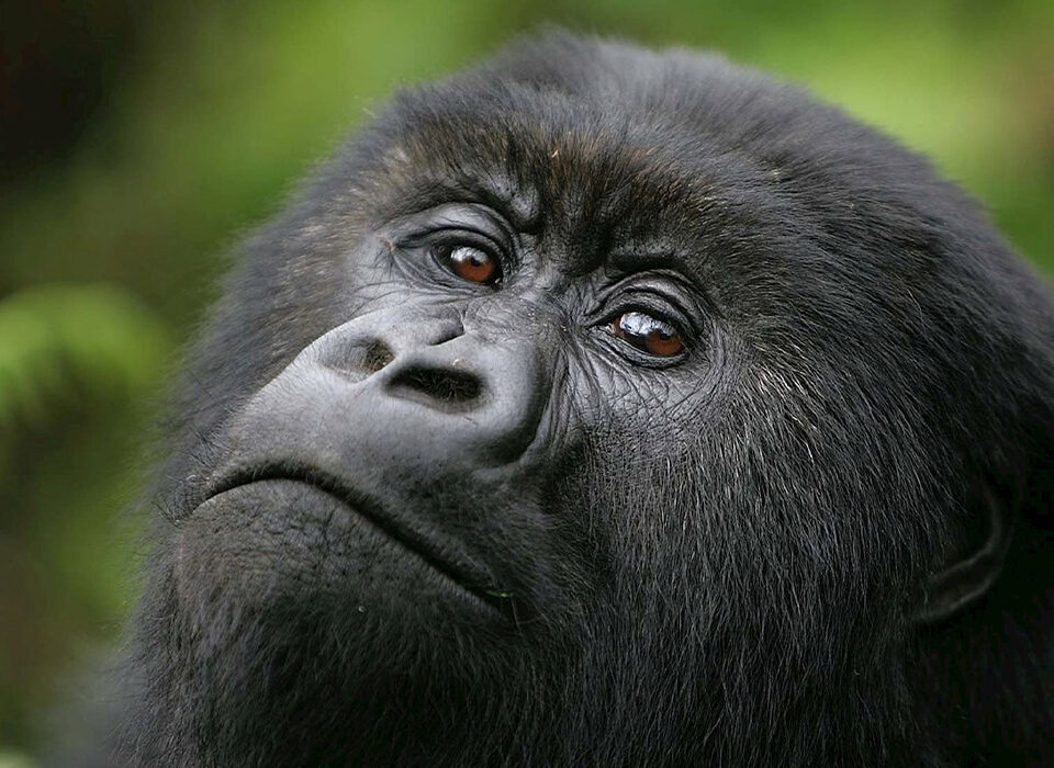 What's the Best Time to Visit Rwanda?