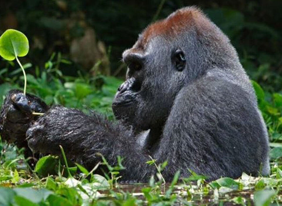 Can you Combine Uganda and Rwanda?