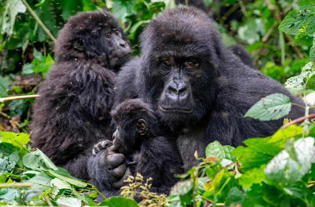 Mishaya Gorilla Family in Rushaga, Bwindi Impenetrable National Park