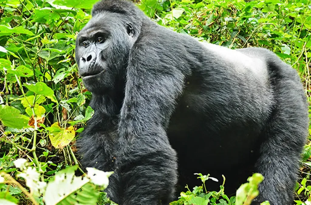 Why You Should Book a Gorilla Trekking Experience in Uganda