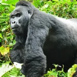 Why You Should Book a Gorilla Trekking Experience in Uganda