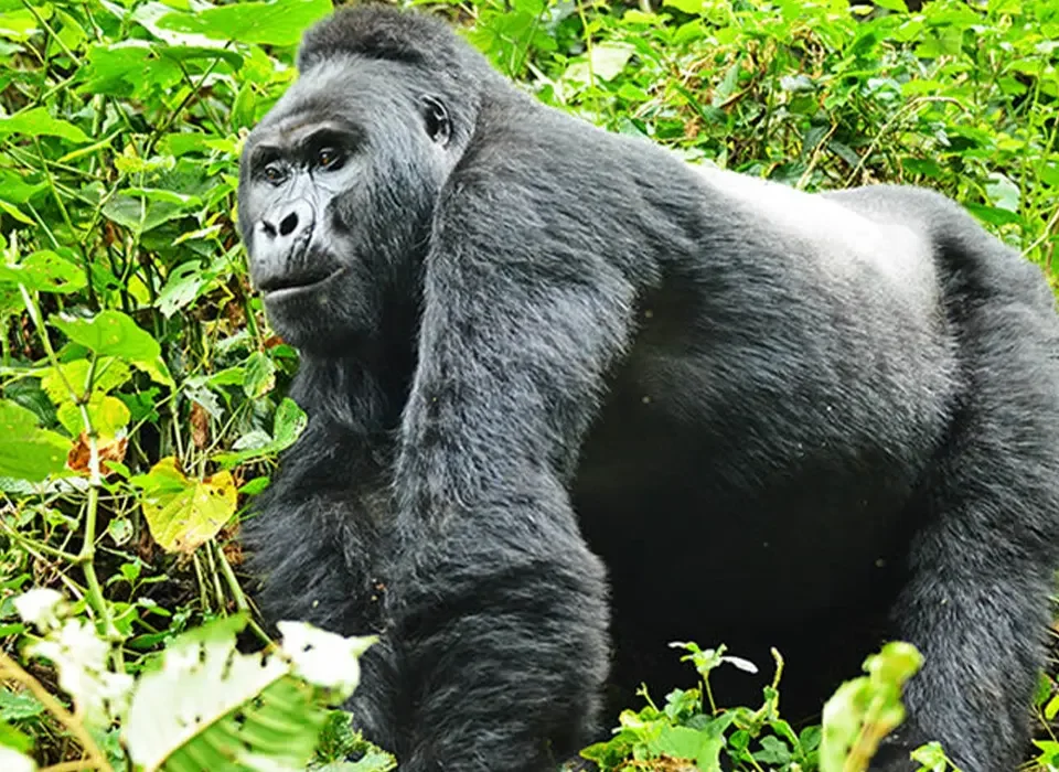 Why You Should Book a Gorilla Trekking Experience in Uganda