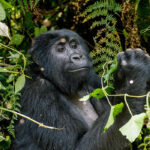 Why are Rwanda's Gorilla Permits Expensive?
