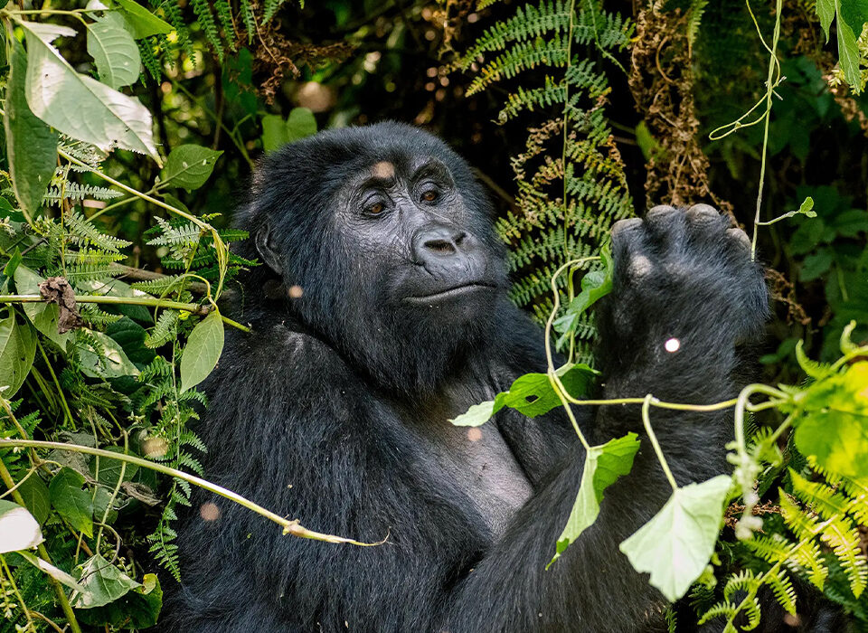 Why are Rwanda's Gorilla Permits Expensive?