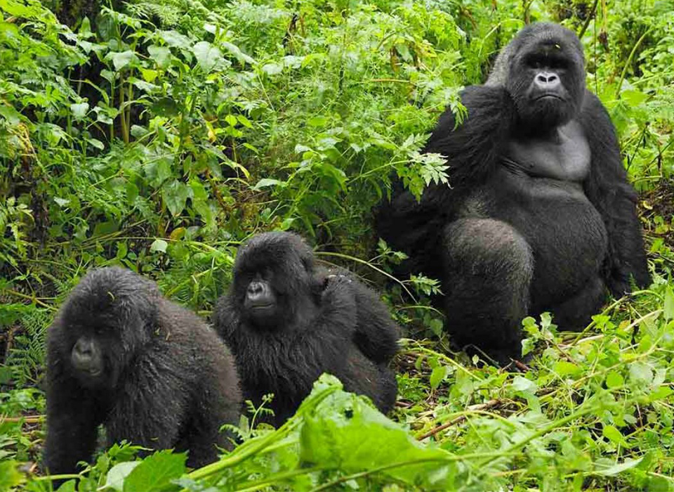 Uganda Gorilla Trekking Rules and Regulations