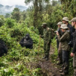 Can You See Gorillas Without Hiking?