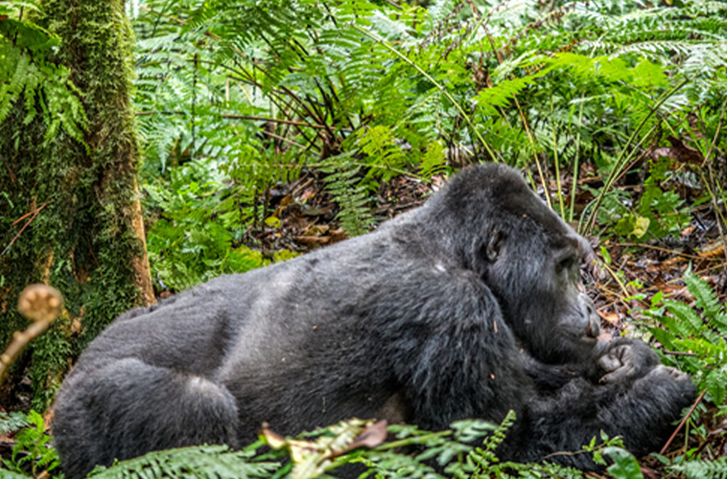 What Are the Hardest Gorilla Trekking Sectors in Bwindi? 