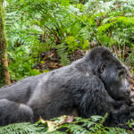 What Are the Hardest Gorilla Trekking Sectors in Bwindi? 