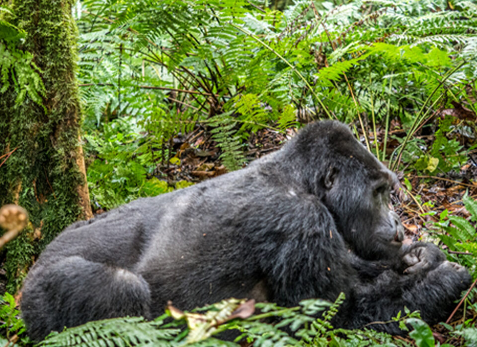 What Are the Hardest Gorilla Trekking Sectors in Bwindi? 