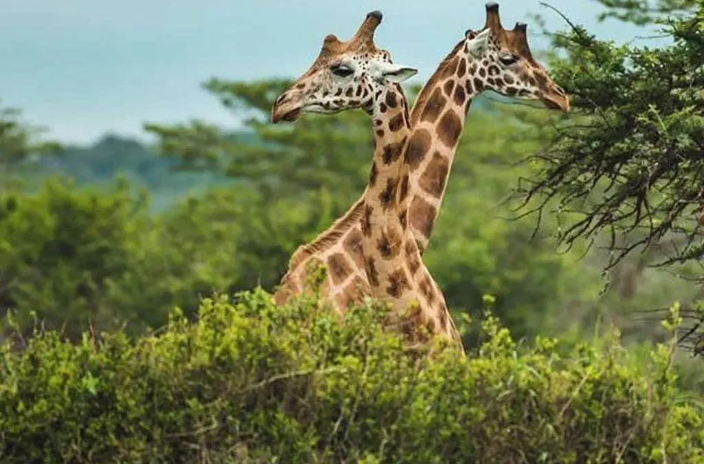 Things to Do and See in Pian Upe Wildlife Reserve