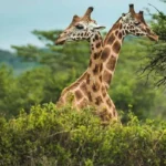 Things to Do and See in Pian Upe Wildlife Reserve