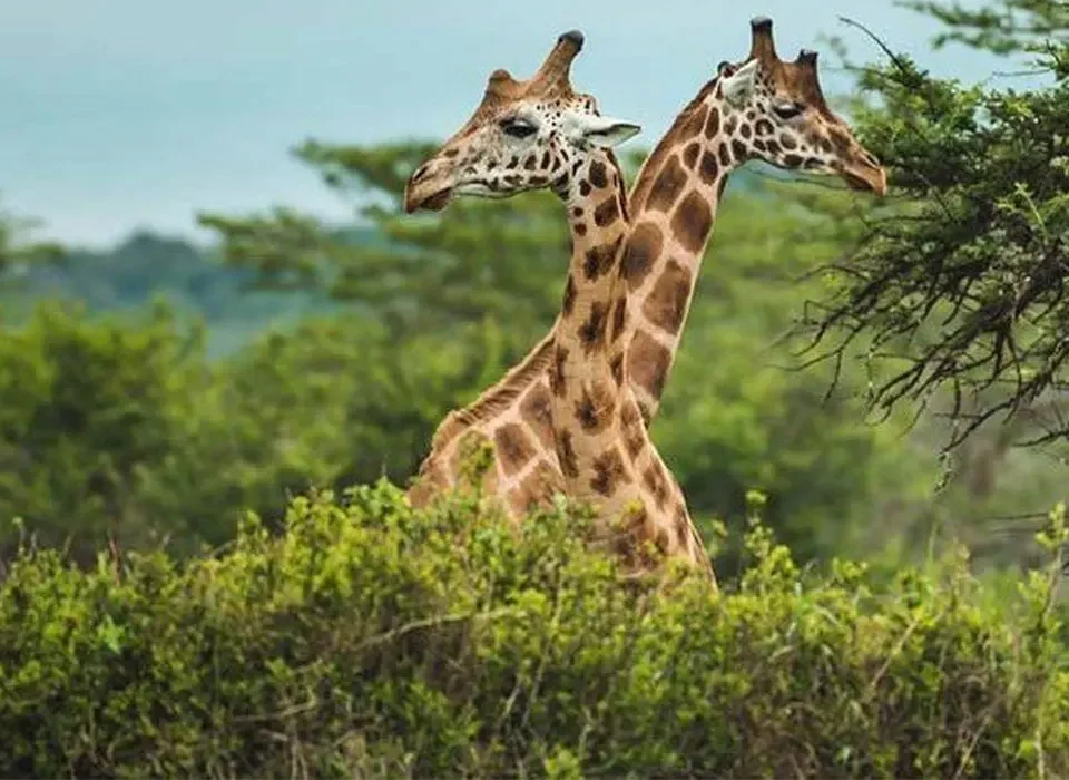 Things to Do and See in Pian Upe Wildlife Reserve