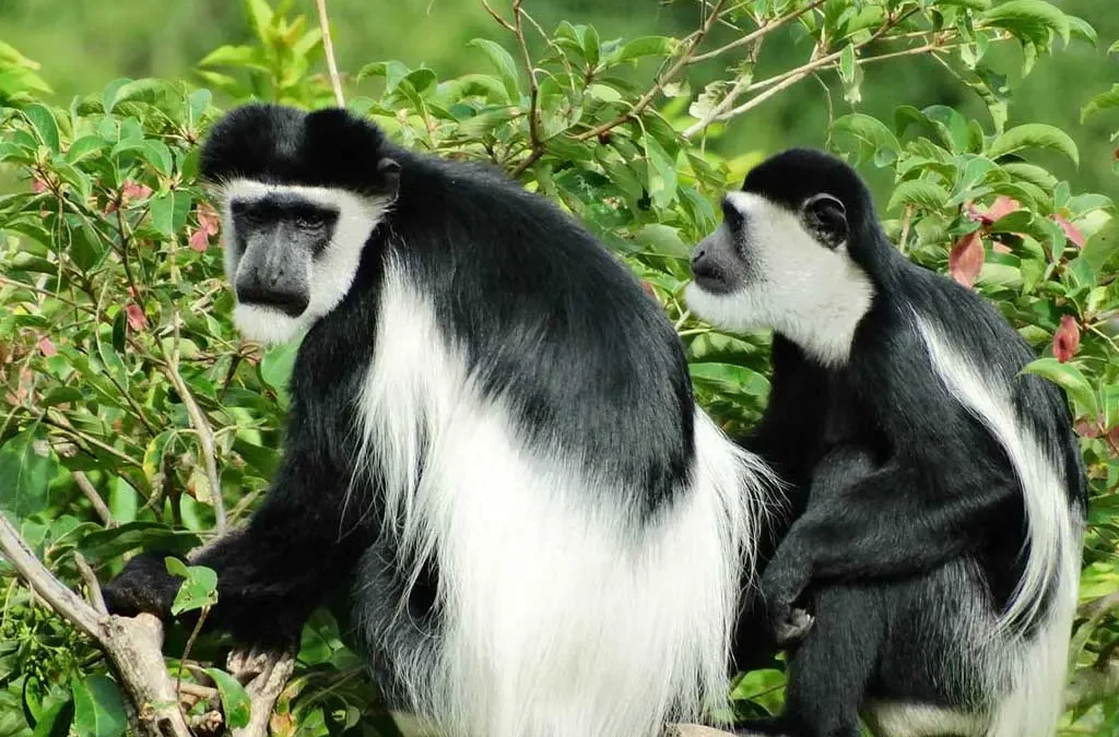 Top Places to Film Primates in Uganda
