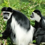 Top Places to Film Primates in Uganda