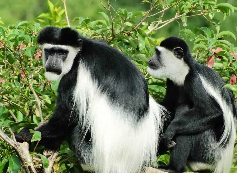 Top Places to Film Primates in Uganda