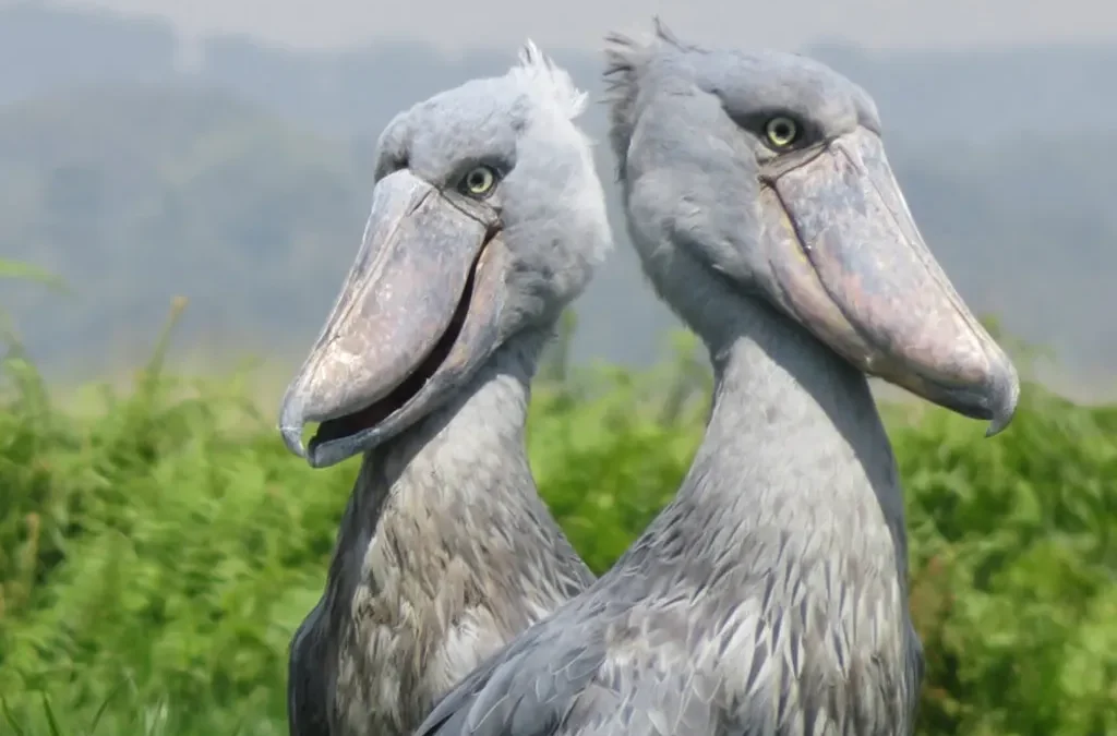 Shoebill Bird Watching Uganda